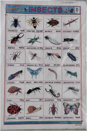 STICKER CHART INSECTS (N0 50) RS 10 STACK-1