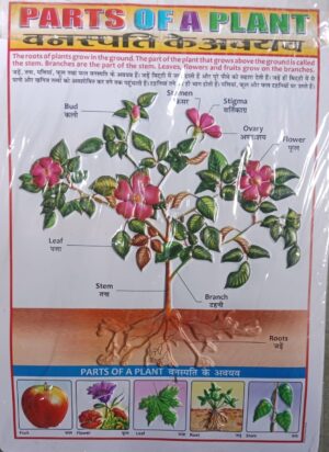__CHARTS 3D EMBOSSED EDUCATIONAL CHARTS D1 RACK MRP 650