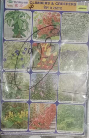 CLIMBERS AND CREEPERS ( NO 223) MRP 10 STACK 3