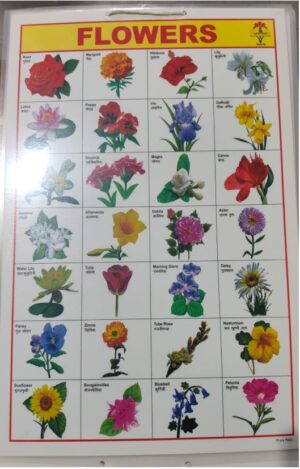 __LAMINATED CHART FLOWERS MRP RS 65 G2K4