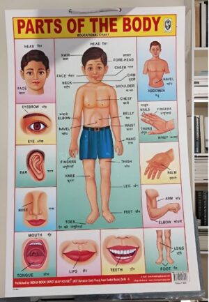 LAMINATED CHART PARTS OF BADY 12 X 18 MRP RS 60 G2K4