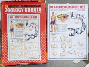 Red box set titled '3D Embossed Educational Charts: Zoology Charts' with a DNA diagram and human cell poster.